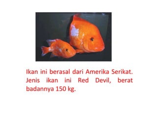 Ikan ini berasal dari Amerika Serikat. Jenis ikan ini Red Devil, berat badannya 150 kg. 