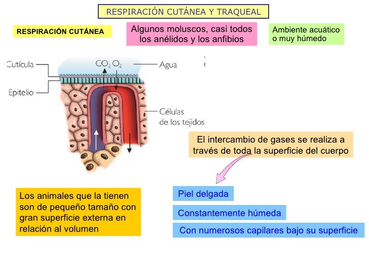 RESPIRACIÓN CUTÁNEA Y TRAQUEAL Algunos moluscos, casi todos los anélidos y los anfibios RESPIRACIÓN CUTÁNEA Ambiente acuát...
