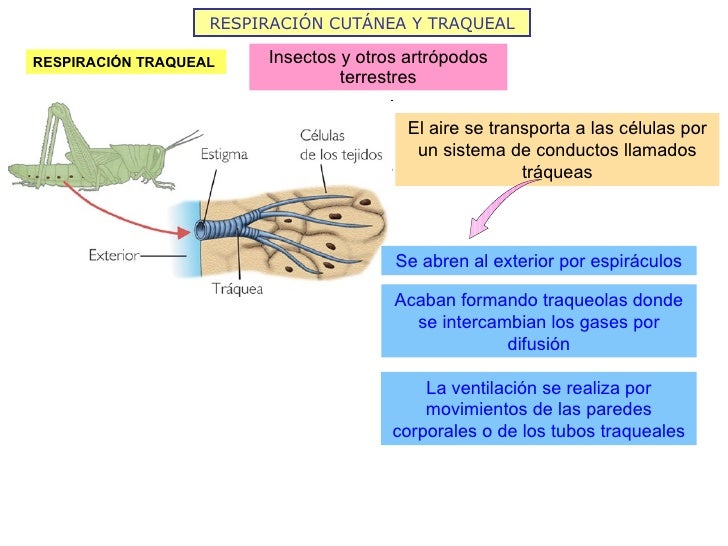 RESPIRACIÓN CUTÁNEA Y TRAQUEAL Insectos y otros artrópodos terrestres RESPIRACIÓN TRAQUEAL Se abren al exterior por espirá...