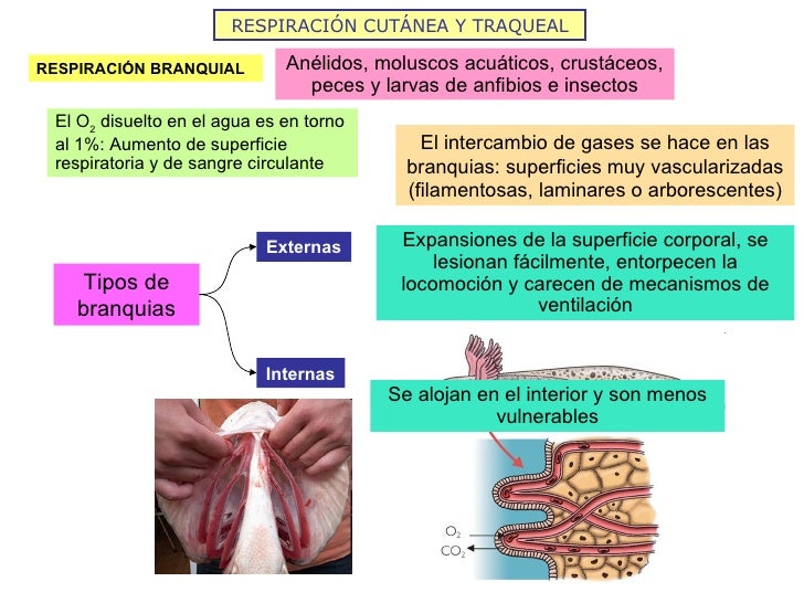 RESPIRACIÓN CUTÁNEA Y TRAQUEAL Anélidos, moluscos acuáticos, crustáceos, peces y larvas de anfibios e insectos RESPIRACIÓN...
