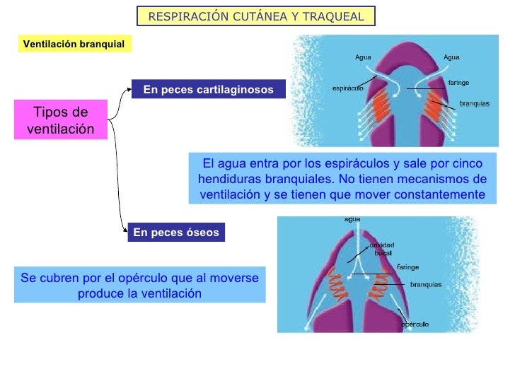 RESPIRACIÓN CUTÁNEA Y TRAQUEAL Ventilación branquial Tipos de ventilación En peces cartilaginosos En peces óseos El agua e...