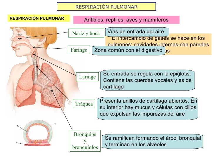 RESPIRACIÓN PULMONAR Anfibios, reptiles, aves y mamíferos RESPIRACIÓN PULMONAR El intercambio de gases se hace en los pulm...
