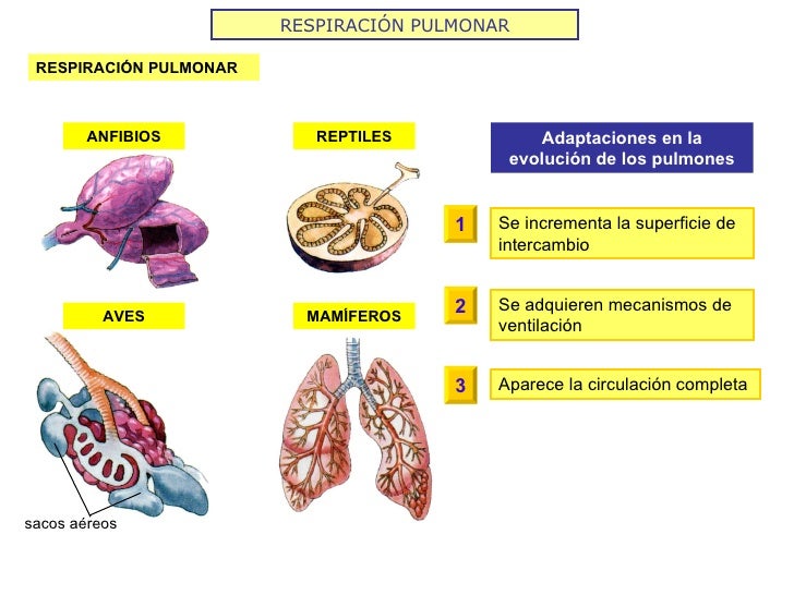 RESPIRACIÓN PULMONAR RESPIRACIÓN PULMONAR ANFIBIOS REPTILES AVES MAMÍFEROS Adaptaciones en la evolución de los pulmones Se...