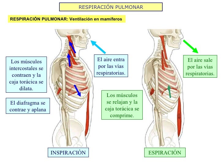 RESPIRACIÓN PULMONAR RESPIRACIÓN PULMONAR: Ventilación en mamíferos ESPIRACIÓN INSPIRACIÓN Los músculos intercostales se c...