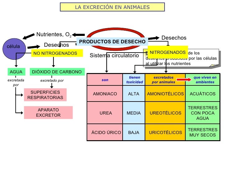 LA EXCRECIÓN EN ANIMALES Nutrientes, O 2 Desechos Desechos SUPERFICIES RESPIRATORIAS APARATO EXCRETOR PRODUCTOS DE DESECHO...