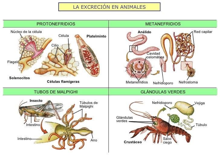 LA EXCRECIÓN EN ANIMALES Núcleo de la célula Flagelo Cilio Célula Células flamígeras Cavidad celomática Nefridioporo Nefro...