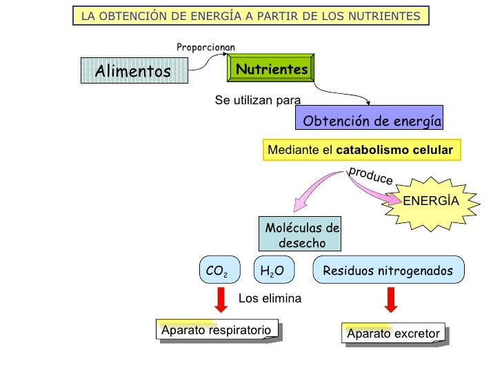 LA OBTENCIÓN DE ENERGÍA A PARTIR DE LOS NUTRIENTES Nutrientes Se utilizan para Mediante el  catabolismo celular produce Lo...
