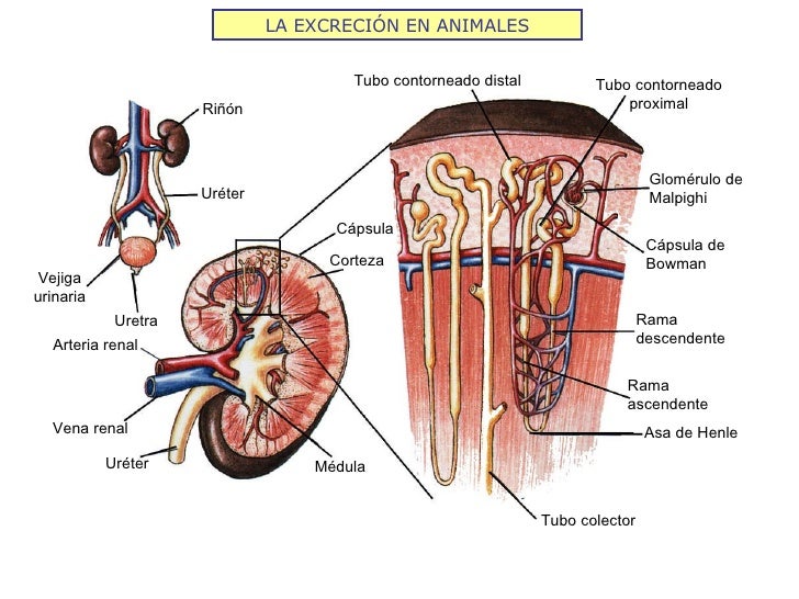 LA EXCRECIÓN EN ANIMALES Riñón Uréter Vejiga urinaria Uretra Arteria renal Vena renal Uréter Médula Cápsula Corteza Tubo c...