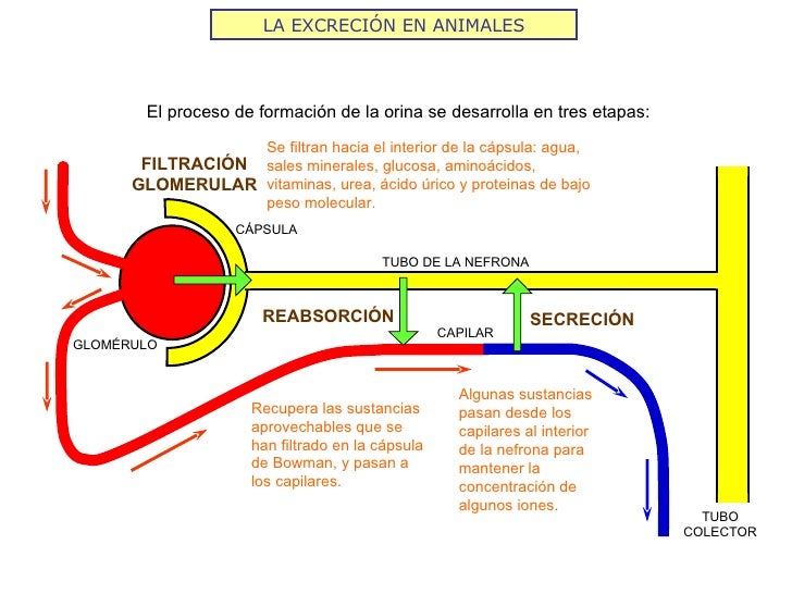 LA EXCRECIÓN EN ANIMALES El proceso de formación de la orina se desarrolla en tres etapas: FILTRACIÓN GLOMERULAR REABSORCI...
