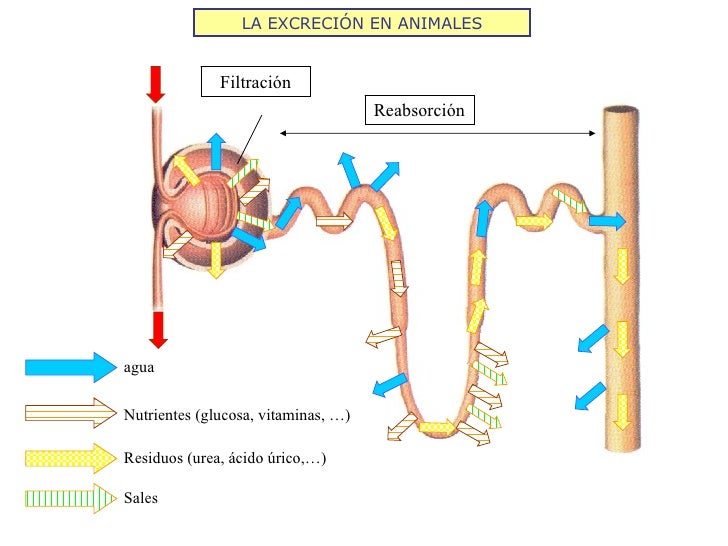 LA EXCRECIÓN EN ANIMALES agua Residuos (urea, ácido úrico,…) Nutrientes (glucosa, vitaminas, …) Filtración Sales Reabsorci...