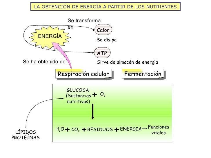 LA OBTENCIÓN DE ENERGÍA A PARTIR DE LOS NUTRIENTES Se disipa Sirve de almacén de energía Se transforma en Se ha obtenido d...