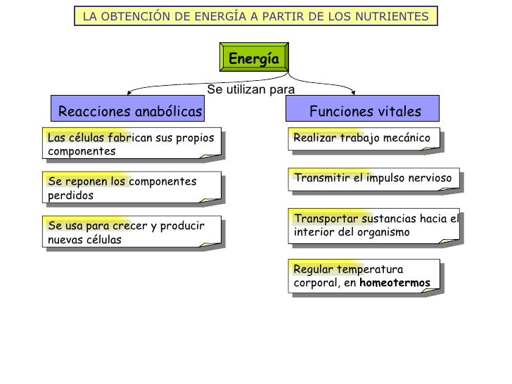 LA OBTENCIÓN DE ENERGÍA A PARTIR DE LOS NUTRIENTES Energía Se utilizan para Reacciones anabólicas Las células fabrican sus...
