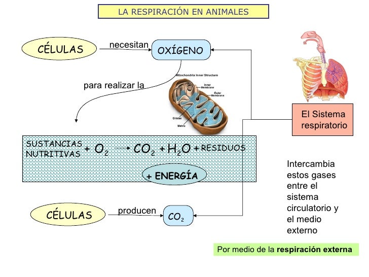 LA RESPIRACIÓN EN ANIMALES O 2 SUSTANCIAS NUTRITIVAS H 2 O RESIDUOS CO 2 + + + + ENERGÍA Por medio de la  respiración exte...