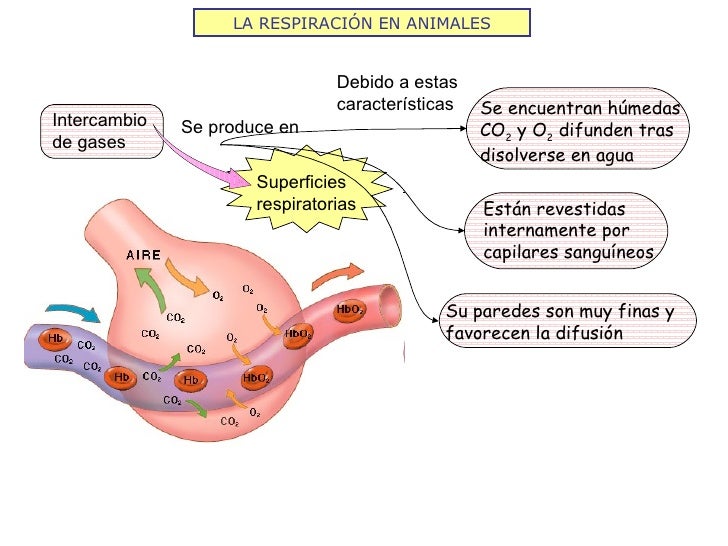 LA RESPIRACIÓN EN ANIMALES Se produce en Debido a estas características Intercambio de gases Superficies respiratorias Est...