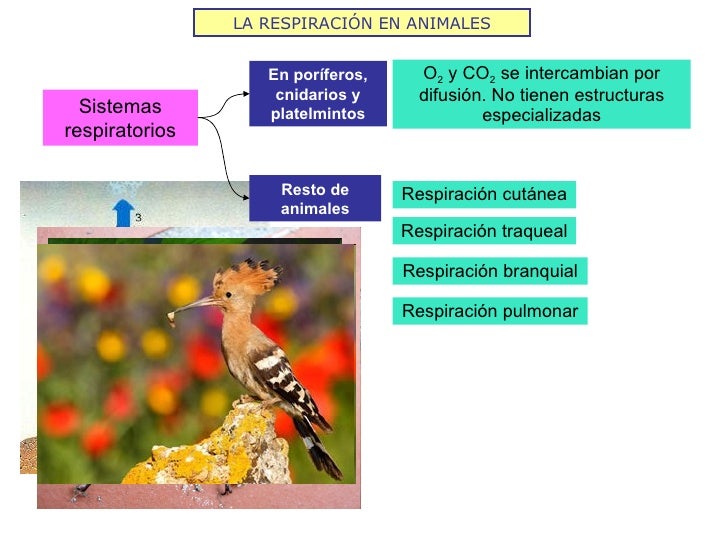 LA RESPIRACIÓN EN ANIMALES Sistemas respiratorios En poríferos, cnidarios y platelmintos O 2  y CO 2  se intercambian por ...