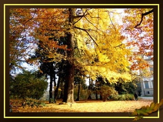 automnale ...
... Dans les sentiers des feuilles mortes
...
... Des couleurs et des champignons ...
... Où il fait juste u...