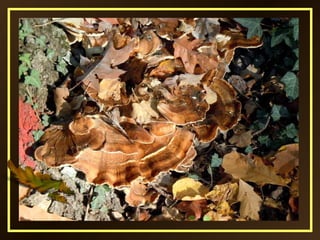 Musique: Autumn leaves - Richard
Clayderman
 