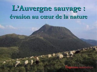 L’Auvergne sauvage :L’Auvergne sauvage :
évasion au cœur de la natureévasion au cœur de la nature
 
