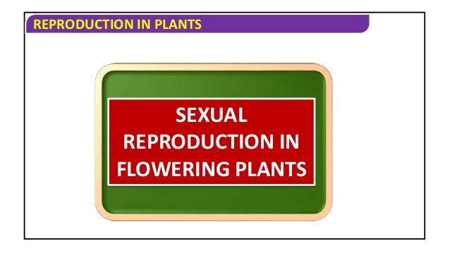 REPRODUCTION IN PLANTS
SEXUAL
REPRODUCTION IN
FLOWERING PLANTS
 