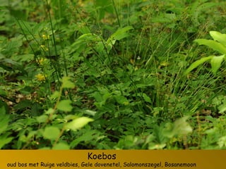 Koebos
oud bos met Ruige veldbies, Gele dovenetel, Salomonszegel, Bosanemoon
 
