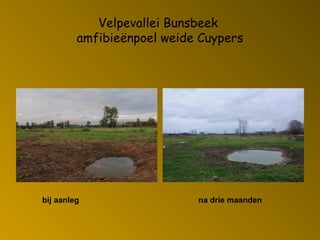 bij aanleg na drie maanden
Velpevallei Bunsbeek
amfibieënpoel weide Cuypers
 