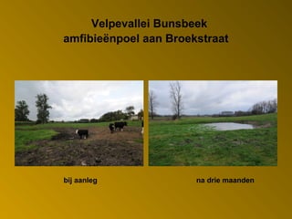 bij aanleg na drie maanden
Velpevallei Bunsbeek
amfibieënpoel aan Broekstraat
 