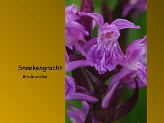 Snoekengracht
Brede orchis
 