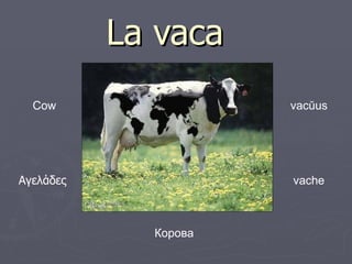 La vaca Αγελάδες  Cow vache vacŭus   Корова  