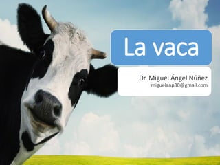 La vaca 
Dr. Miguel Ángel Núñez miguelanp30@gmail.com  