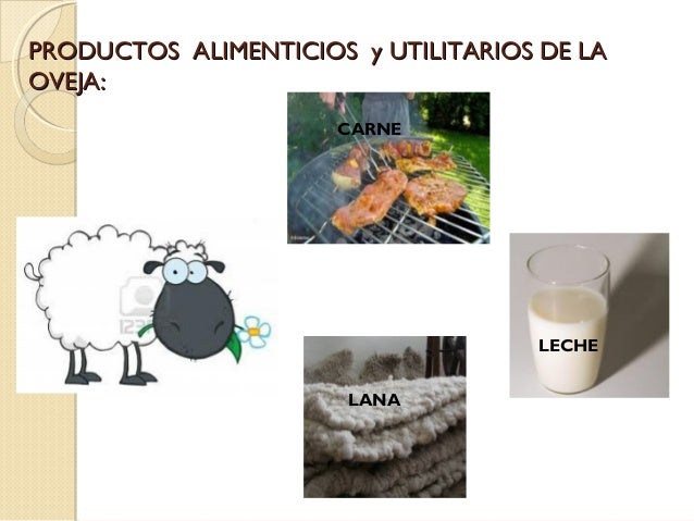 Alimentos Que Nos Da La Oveja