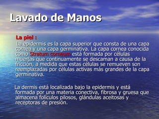 Lavado de Manos La piel   : La epidermis es la capa superior que consta de una capa cornea y una capa germinativa. La capa cornea conocida como  Stratum corneum  está formada por células muertas que continuamente se descaman a causa de la fricción, a medida que estas células se remueven son reemplazadas por células activas más grandes de la capa germinativa. La dermis está localizada bajo la epidermis y está formada por una materia conectiva, fibrosa y gruesa que almacena folículos pilosos, glándulas aceitosas y receptoras de presión.  