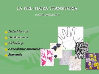 LA PIEL: FLORA TRANSITORIA
(CONTAMINANTE)
Escherichia coli
Pseudomonas a.
Klebsiella p.
Acinetobacter calcoaceticus.
Salmonella
 