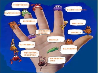 STREPTOCOCCUS
BACILLUS ESPECIES
STAPHYLOCOCCUS
KLEBSIELLA
INFLUENZA
CLOSTRIDIUM
DIFFICILE SHIGELLA
PROTEUS
HAEMOPHILUS
PSEUDOMONA
AURIGINOSA
BACTEROIDES
ESCHERICHIA
COLI
 