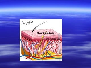 Flora transitoria

      Flora residente
 