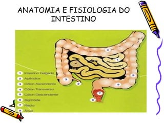 ANATOMIA E FISIOLOGIA DO 
INTESTINO 
 
