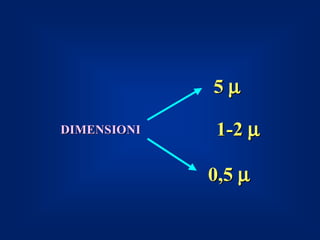 5µ

DIMENSIONI   1-2 µ

             0,5 µ
 