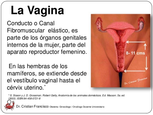 La Vagina 102