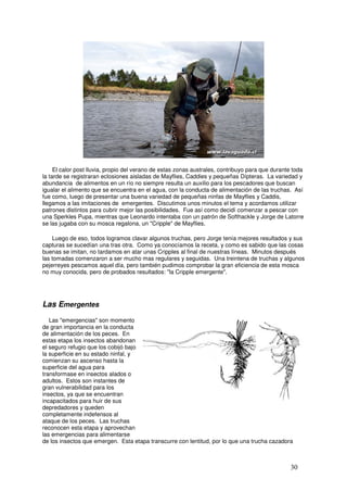 El calor post lluvia, propio del verano de estas zonas australes, contribuyo para que durante toda
la tarde se registraran eclosiones aisladas de Mayflies, Caddies y pequeñas Dípteras. La variedad y
abundancia de alimentos en un río no siempre resulta un auxilio para los pescadores que buscan
igualar el alimento que se encuentra en el agua, con la conducta de alimentación de las truchas. Así
fue como, luego de presentar una buena variedad de pequeñas ninfas de Mayflies y Caddis,
llegamos a las imitaciones de emergentes. Discutimos unos minutos el tema y acordamos utilizar
patrones distintos para cubrir mejor las posibilidades. Fue así como decidí comenzar a pescar con
una Sperkles Pupa, mientras que Leonardo intentaba con un patrón de Softhackle y Jorge de Latorre
se las jugaba con su mosca regalona, un "Cripple" de Mayflies.

    Luego de eso, todos logramos clavar algunos truchas, pero Jorge tenía mejores resultados y sus
capturas se sucedían una tras otra. Como ya conocíamos la receta, y como es sabido que las cosas
buenas se imitan, no tardamos en atar unas Cripples al final de nuestras líneas. Minutos después
las tomadas comenzaron a ser mucho mas regulares y seguidas. Una treintena de truchas y algunos
pejerreyes pescamos aquel día, pero también pudimos comprobar la gran eficiencia de esta mosca
no muy conocida, pero de probados resultados: "la Cripple emergente".




Las Emergentes
   Las "emergencias" son momento
de gran importancia en la conducta
de alimentación de los peces. En
estas etapa los insectos abandonan
el seguro refugio que los cobijó bajo
la superficie en su estado ninfal, y
comienzan su ascenso hasta la         _
superficie del agua para
transformase en insectos alados o
adultos. Estos son instantes de
gran vulnerabilidad para los
insectos, ya que se encuentran
incapacitados para huir de sus
depredadores y queden                   El patrón de Cripple imita a una Efemeróptera inhabilitada
completamente indefensos al             para escapar temporalmente de sus depredadores, y a
                                        menudo inhabilitada de forma permanentemente. Estos
ataque de los peces. Las truchas        insectos lisiados son un bocado fácil para las truchas
reconocen esta etapa y aprovechan       selectivas.
las emergencias para alimentarse
de los insectos que emergen. Esta etapa transcurre con lentitud, por lo que una trucha cazadora



                                                                                                 30
 