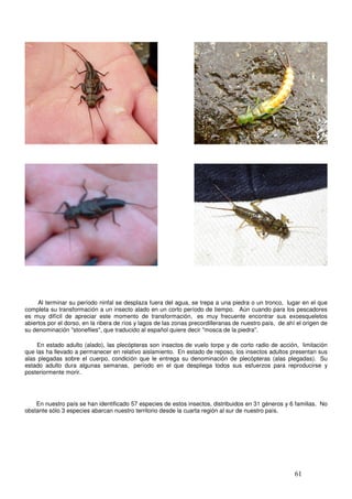 Ninfa de plecóptera del río Gol-Gol          ___________           Ninfa de plecóptera del río Folilco




     Ninfa de plecóptera del río Llanquihue                            Ninfa de plecóptera del río San Pedro




     Al terminar su período ninfal se desplaza fuera del agua, se trepa a una piedra o un tronco, lugar en el que
completa su transformación a un insecto alado en un corto período de tiempo. Aún cuando para los pescadores
es muy difícil de apreciar este momento de transformación, es muy frecuente encontrar sus exoesqueletos
abiertos por el dorso, en la ribera de ríos y lagos de las zonas precordilleranas de nuestro país, de ahí el origen de
su denominación "stoneflies", que traducido al español quiere decir "mosca de la piedra".

    En estado adulto (alado), las plecópteras son insectos de vuelo torpe y de corto radio de acción, limitación
que las ha llevado a permanecer en relativo aislamiento. En estado de reposo, los insectos adultos presentan sus
alas plegadas sobre el cuerpo, condición que le entrega su denominación de plecópteras (alas plegadas). Su
estado adulto dura algunas semanas, período en el que despliega todos sus esfuerzos para reproducirse y
posteriormente morir.




    En nuestro país se han identificado 57 especies de estos insectos, distribuidos en 31 géneros y 6 familias. No
obstante sólo 3 especies abarcan nuestro territorio desde la cuarta región al sur de nuestro país.




                                                                                                         61
 