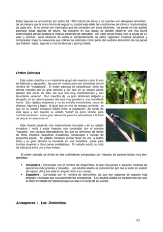 Estas lagunas se encuentran por sobre los 1600 metros de altura y no cuentan con desagües terrestres,
de tal manera que la única forma de regular su caudal esta dada las condiciones del clima y la pluviosidad
de cada año. Al no contar con riachuelos que las conecten con otros afluentes, los peces no han podido
colonizar estas lagunas de altura. No obstante en sus aguas es posible observar una rica fauna
entomológica donde destaca la masiva presencia de odonatos. Allí nadé varias horas, con la ayuda de un
visor y snorkel, pude observar de cerca el comportamiento de estos "gigantes" insectos acuáticos y
comprender mejor la relevancia que cobran los odonatos como parte del sustrato alimenticio de los peces
que habitan lagos, lagunas y ríos de llanuras o spring creeks.




Orden Odonata

    Este orden clasifica a un importante grupo de insectos como lo son
las libélulas o alguaciles, las que en nuestro país son conocidas con el
nombre de "matapiojos". El orden odonata se caracterizan entre los _
demás insectos por su gran tamaño y por que en su estado adulto
poseen dos pares de alas, las que son muy membranosas y con
abundante venación. Son insectos de un gran abdomen delgado y
alargado, en su cabeza poseen dos ojos muy grandes y una mandíbula
fuerte. Son rápidos voladores y no es extraño encontrarlos cerca de
charcos, lagunas y lagos, al igual que en ríos de escasa corriente, ya             Anisoptera
que en su estado inmaduro habita entre la vegetación del fondo de
esta agua y aún cuando su estado "ninfal" es poco familiar para
muchas personas, cobra gran relevancia para los pescadores a la hora
de pescar en este entorno.

    Este insecto presenta una metamorfosis incumple y en su estado
inmaduro ( ninfa ) estos insectos son conocidos con el nombre
"náyades", son voraces depredadores, los que se alimentan de ninfas
de otros insectos, pequeños crustáceos, ranacuajos e incluso de
pequeños peces. Su estado inmaduro puede durar de uno a cuatro
años y su gran tamaño la convierte en una tentadora presa para
truchas mayores y otros peces predadores. En estado adulto su ciclo                 Zygoptera
de vida dura entre uno y tres meses.

    El orden odonata se divide en dos subórdenes compuestos por insectos de características muy bien
definidas :

   •   Anisoptera : Conocidas con el nombre de dragonflies, el que incluyendo a aquellos insectos de
       apariencia más grandes y robustas. Los adultos alados se caracterizan por que al estar en estado
       de reposo ubica sus alas en ángulo recto a su cuerpo.
   •   Zygoptera : Conocidas con el nombre de damselfies, las que son especies de aspecto más
       delgado y delicado que sus parientes las anisopetras. Los adultos alados se caracterizan por que
       al estar en estado de reposo pliega sus alas a lo largo de su cuerpo.




Anisopteras : Los Drafonflies.




                                                                                                 83
 