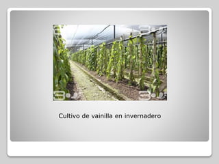 Cultivo de vainilla en invernadero
 