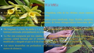 CARACTERÍSTICAS DE LA VAINILLA
 Esta planta pertenece a la familia de las Orquídeas, tribu de las ofrideas, cuyas especies
habitan en regiones tropicales de América y Asía.
 Es una planta herbácea trepadora, tallo cilíndrico poco ramificado, largo, flexible, suculento,
verde; produce hojas opuestas alternas subsésiles, de forma oblonga-elíptica lanceolada, ápice
agudo acuminado, de 10 a 20cm.
 De longitud, 4 a 8cm. de ancho y 1 a 2 mm. de espesor, de consistencia carnosa y superficie
lustrosa cutinizada, principalmente en el haz.
 La flor esta compuesta por tres sépalos, tres pétalos de color amarillo a verde pálido y una
columna central formada por el estambre y el pistilo soldados, envueltos por un pétalo
modificado y alargado al que se le da el nombre de “labelo”; el ovario es tricarpelar.
 Las raíces desarrollan sin profundizar en el suelo extendiéndose superficialmente a varios
metros de distancia.
 