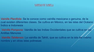 VARIEDAD DE VAINILLA
Vainilla Planifolia: Se le conoce como vainilla mexicana o genuina, de la
cual existen diferentes clases. Se cultiva en México, en las islas del Océano
Índico e Indonesia
Vainilla Pompona: Vainilla de las Indias Occidentales que se cultiva en las
Antillas Menores
Vainilla Tahitensis: La vainilla de Tahití, que se cultiva en la isla del mismo
nombre y en otras islas polinesas
 