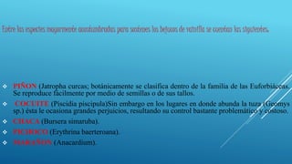 Entre las especies mayormente acostumbradas para sostenes los bejucos de vainilla se cuentan las siguientes:
 PIÑON (Jatropha curcas; botánicamente se clasifica dentro de la familia de las Euforbiáceas.
Se reproduce fácilmente por medio de semillas o de sus tallos.
 COCUITE (Piscidia piscipula)Sin embargo en los lugares en donde abunda la tuza (Geomys
sp.) ésta le ocasiona grandes perjuicios, resultando su control bastante problemático y costoso.
 CHACA (Bursera simaruba).
 PICHOCO (Erythrina baerteroana).
 MARAÑON (Anacardium).
 