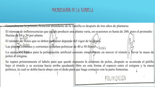 POLINIZACIÓN DE LA VAINILLA
 Generalmente la primera floración abundante de la vainilla es después de tres años de plantarse.
 El número de inflorescencias que puede producir una planta varía, en ocasiones es hasta de 200, pero el promedio
fluctúa de 10 a 20 por planta.
 El número de flores que se deben polinizar depende del vigor de la planta.
 Las plantas comunes y corrientes se deben polinizar de 40 a 50 flores.
 La operación básica para la polinización artificial consiste simplemente en mover el róstelo y llevar la masa de
polen al estigma.
 Se separa primeramente el labelo para que quede expuesta la columna de polen, después se acomoda el palillo
bajo el róstelo y se acciona hacia arriba quedando libre en esta forma el espacio entre el estigma y la masa
polínica, la cual se dobla hacia abajo con el dedo para que haga contacto con la parte femenina.
 