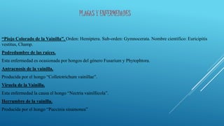 PLAGAS Y ENFERMEDADES
“Piojo Colorado de la Vainilla”. Orden: Hemíptera. Sub-orden: Gymnocerata. Nombre científico: Euricipitis
vestitus, Champ.
Podredumbre de las raíces.
Esta enfermedad es ocasionada por hongos del género Fusarium y Phytophtora.
Antracnosis de la vainilla.
Producida por el hongo “Colletotrichum vainillae”.
Viruela de la Vainilla.
Esta enfermedad la causa el hongo “Nectria vainillicola”.
Herrumbre de la vainilla.
Producida por el hongo “Puccinia sinamonea”
 