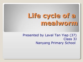 Life cycle of a  mealworm Presented by Laval Tan Yiap (37) Class 3J Nanyang Primary School  