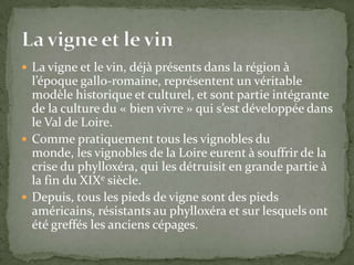  La vigne et le vin, déjà présents dans la région à
  l’époque gallo-romaine, représentent un véritable
  modèle historique et culturel, et sont partie intégrante
  de la culture du « bien vivre » qui s’est développée dans
  le Val de Loire.
 Comme pratiquement tous les vignobles du
  monde, les vignobles de la Loire eurent à souffrir de la
  crise du phylloxéra, qui les détruisit en grande partie à
  la fin du XIXe siècle.
 Depuis, tous les pieds de vigne sont des pieds
  américains, résistants au phylloxéra et sur lesquels ont
  été greffés les anciens cépages.
 