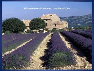 Observem o alinhamento das plantações
 