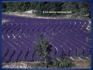 E um aroma inesquecível!
 